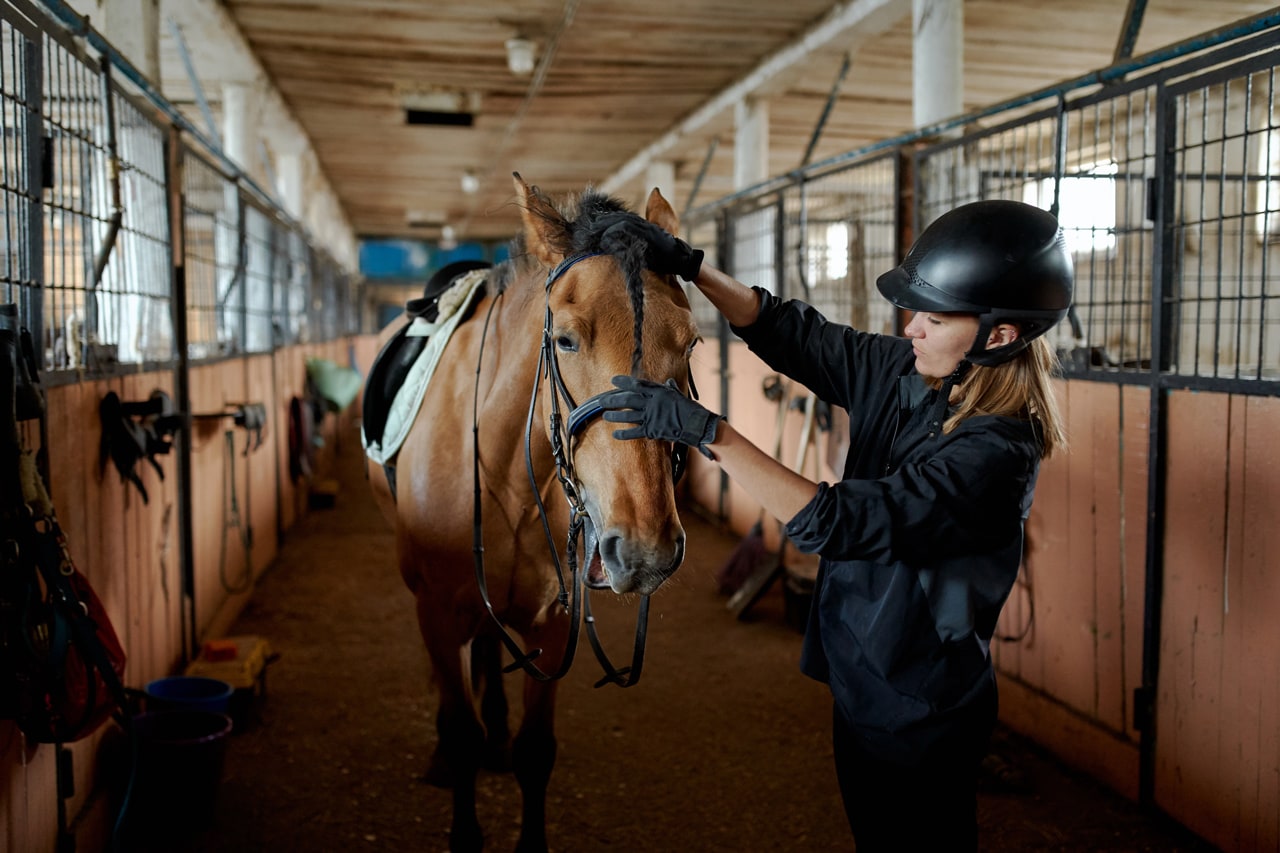 equestrian and horse