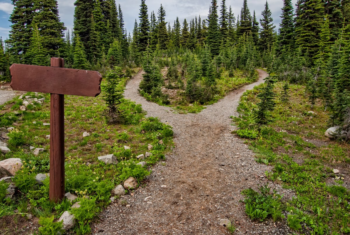 diverging path in the forest