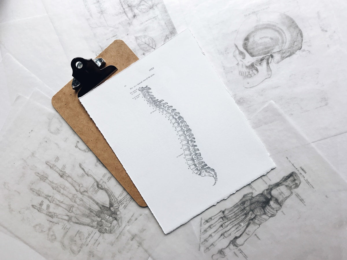 medical drawing of the human spine