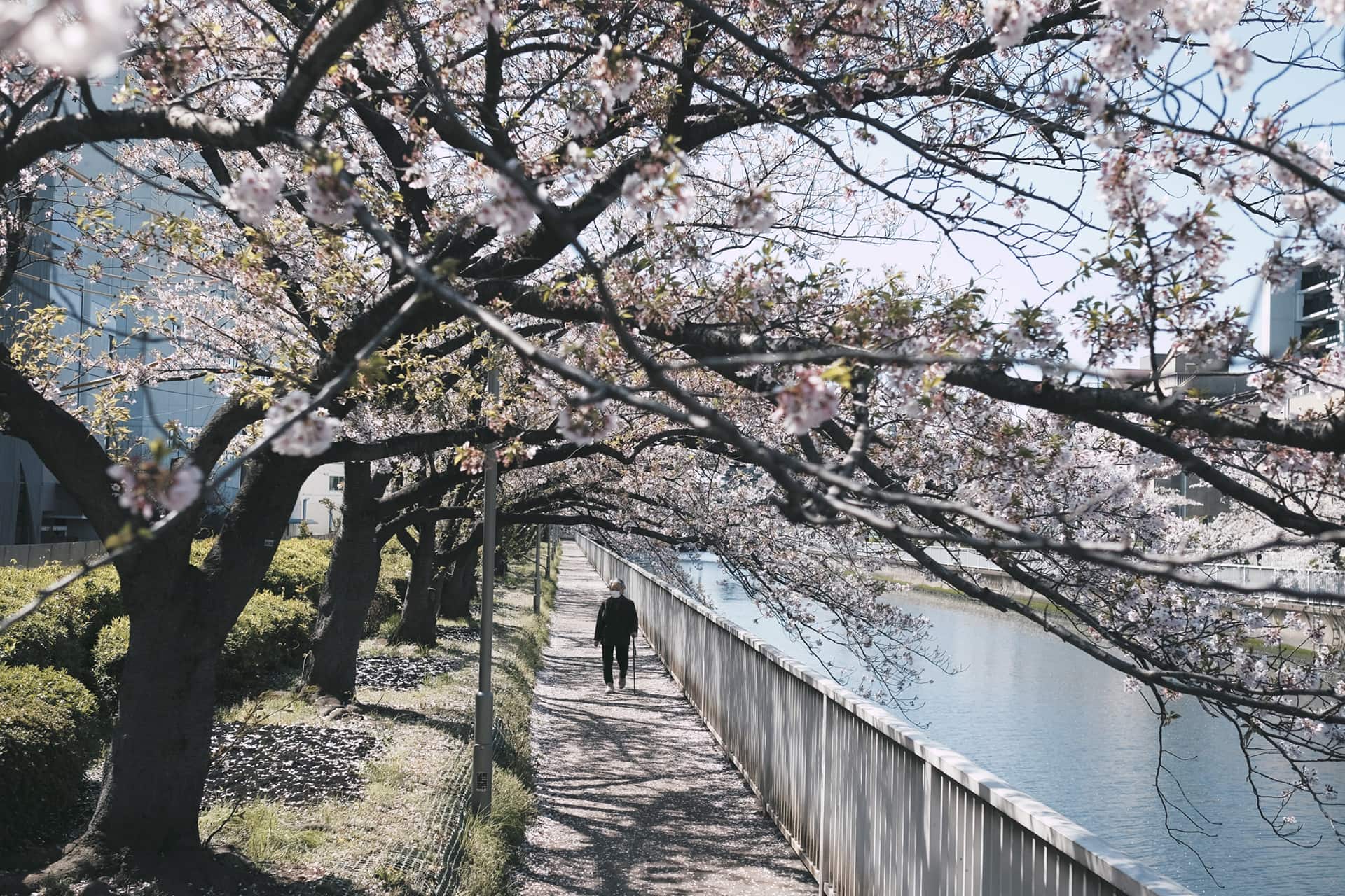 Elderly person walking along tree lined river in Japan